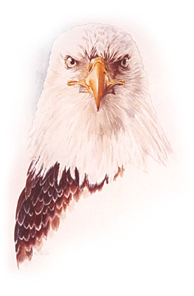 Eagle