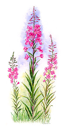 Fireweed