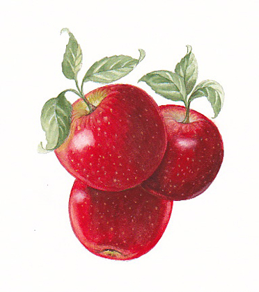 Jonamac Apples