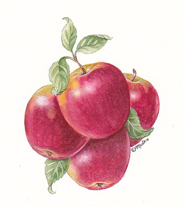 Pink Lady Apples