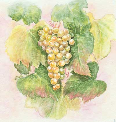 Sauvignon Blanc art 2010