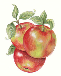 Jonamac Orchards