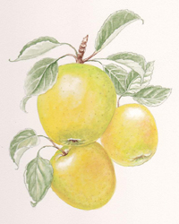 Jonamac Orchards