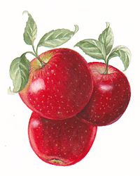 Jonamac Orchards