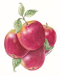 Jonamac Orchards