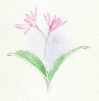 Crocus