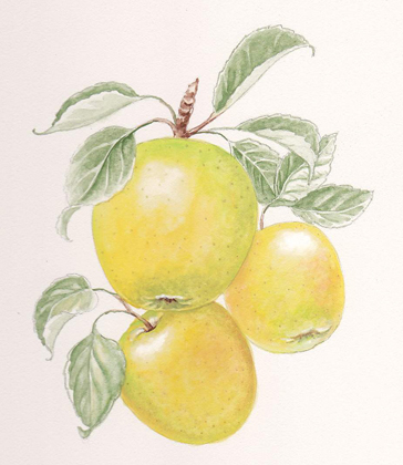 Golden Delicious Apples